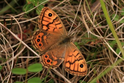 Wall female, Battlesbury Hillfort #2.JPG