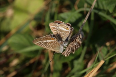 Long-tailed Blue courting, Whitehawk Hill.JPG