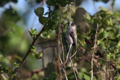 Long-tailed Tit with a feather for the nest