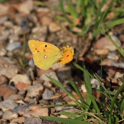 Clouded Yellow female, Southwick Harbour.JPG