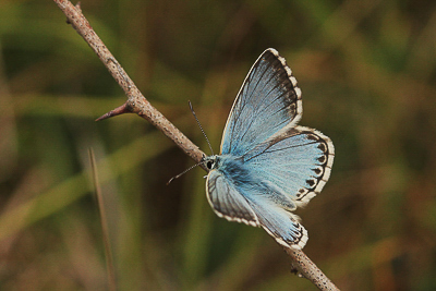 Chalkhill Blue male, Denbies Hillside.JPG