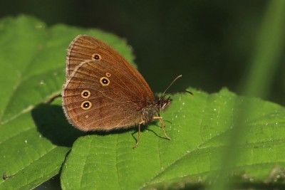 Ringlet ab. sexoculatus, Epping Forest.JPG