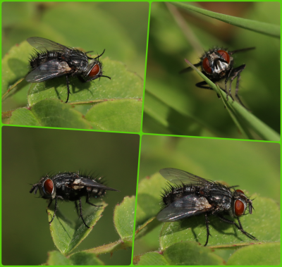 Tachinid.png