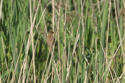 Reed Warblers could be heard at various points along the river Arun.