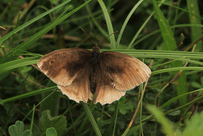 Meadow Brown male bleached wing ab, Mill Hill, Shoreham #7.JPG