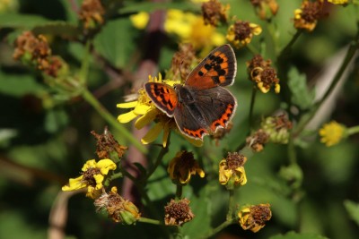 Small Copper ab. kochi, Newhaven Fort.JPG