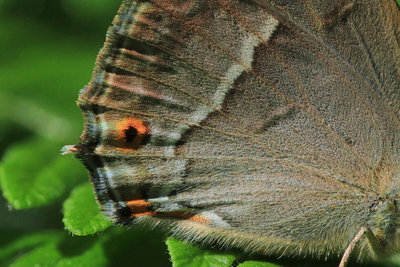 Purple Hairstreak detail, Bookham Commons.JPG