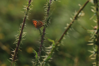 Small Copper, Bookham Commons.JPG