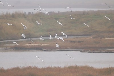 Some Avocet were also present.