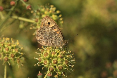 Wall female, Two Tree Island.JPG