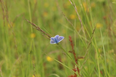Common Blue, MIll Hill