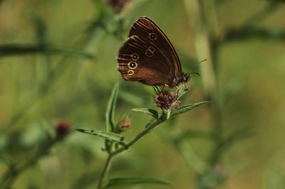 Ringlet, London Zoo #1.JPG