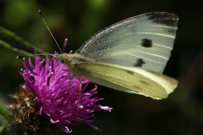 Small White female, South Downs Way, Eastbourne #11.JPG