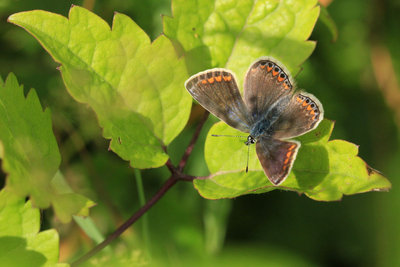 The dark mottling is shadow from overhanging flowers.