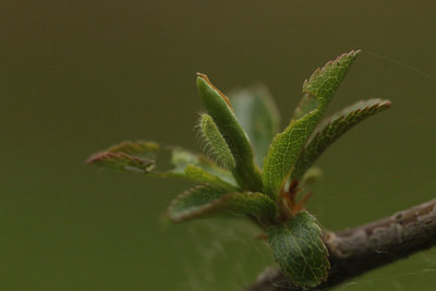 Brown Hairstreak larvae, Bookham Commons #6.JPG