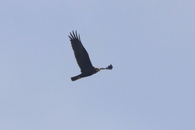 Marsh Harrier