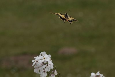 Swallowtail, Strumpshaw Fen #66.JPG
