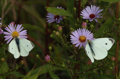 Small White male, Walthamstow Marshes #33.JPG