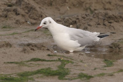 Black-headed Gull