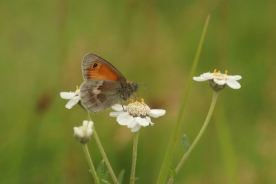 Small Heath, Ashtead Common.JPG