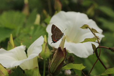 White-letter Hairstreak female, Hadleigh Country Park.JPG