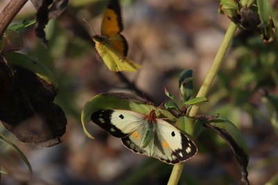 Clouded Yellow courting f. helice, Worthing Seafront.JPG