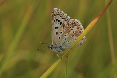 Chalkhill Blue male, Box Hill.JPG