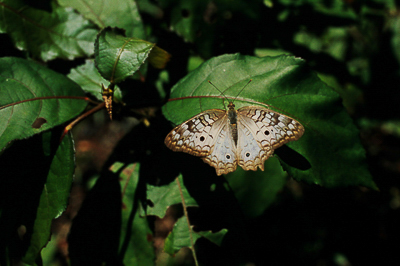 White Peacock (Anartia jatrophe) #1.JPG