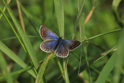 Common Blue female, Tottenham Marshes.JPG