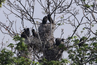 Notice the huge column of a nest in the middle, probably at least 10 years old