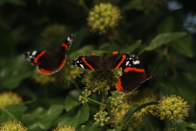 Red Admiral, Hadleigh Country Park.JPG