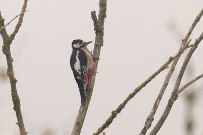 A Great-spotted Woodpecker distracting me from my second half of the day