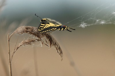 Swallowtail, Hickling Fen.JPG