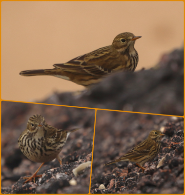 Meadow Pipit.png