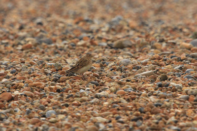 Meadow Pipit on the beach