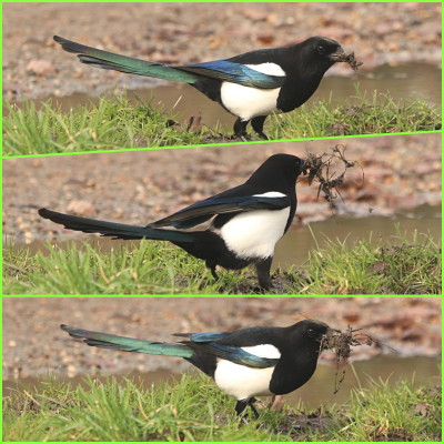magpie.png