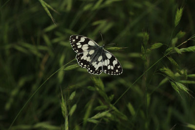 Marbled White male, Hadleigh Country Park #10.JPG