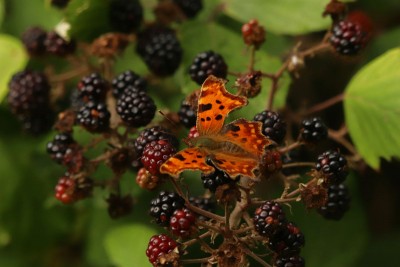 This one was feeding on these Blackberries for the entire hour, and was probably later found sleeping in the gutter!