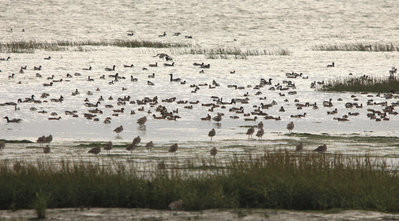 Curlew on the flats with Wigeon and Brent Geese on the water