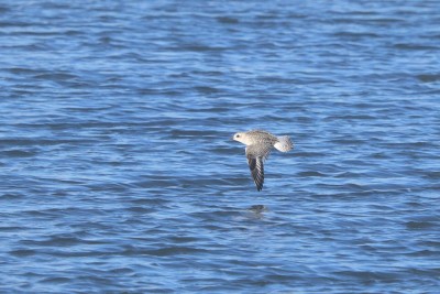 Grey Plover