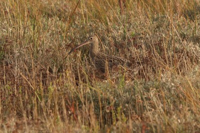 Curlew