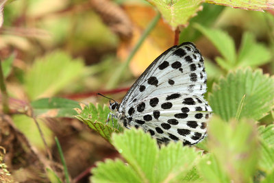 Great spotted Blue