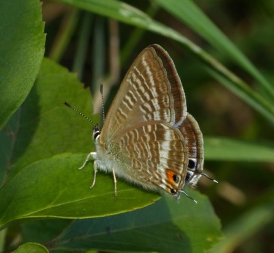 Long-tailed Blue at Whitehawk Hill, Brighton in September