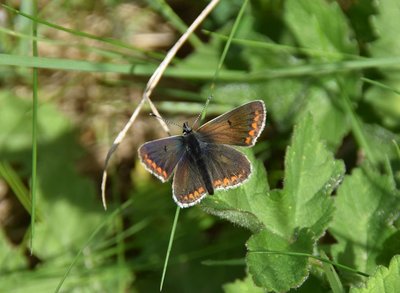 Northern Brown Argus 1 BMQ 9-6-19.jpg