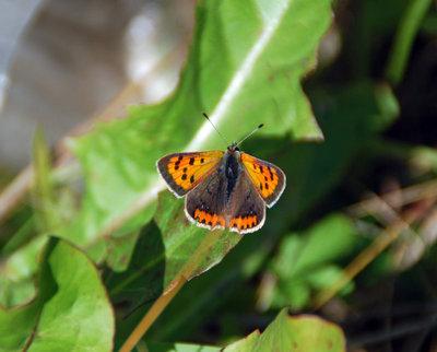 Small Copper 1 Armstrong 24-9-18.jpg