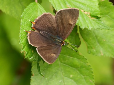 Brown Hairstreak 23/7/20 Ditchling Common Sussex