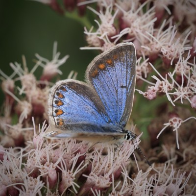 Common Blue, Cornwall, 11 August