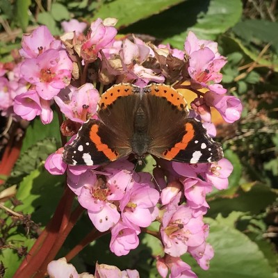 Red Admiral, 12 January.