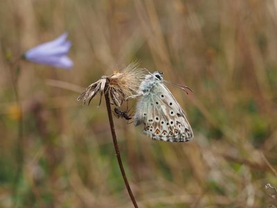 Chalkhill Blue 17 July