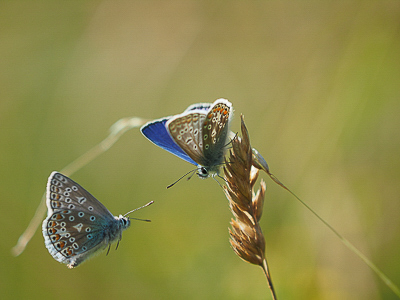 Common Blue males